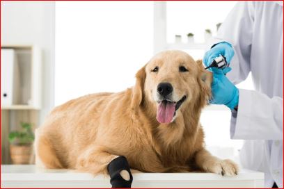 Protecting Your Pets from Orthopedic Problems 