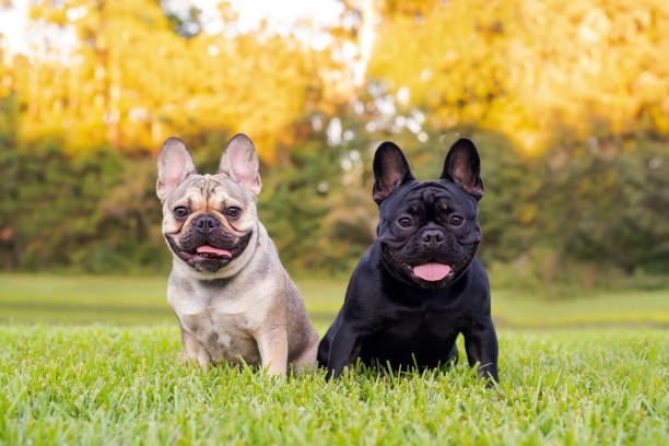 French Bulldogs: Endearing Charms and Considerable Costs 